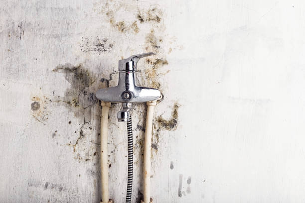 Best Localized Mold Remediation (e.g., coastal areas, humid climates) in La Huerta, NM