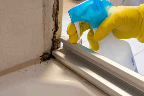 Best Preventive Mold Services in La Huerta, NM