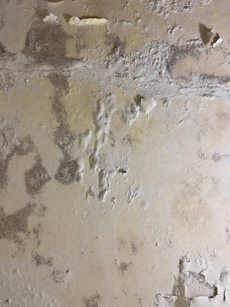 Best Mold Testing and Inspection Services in La Huerta, NM