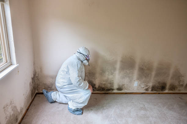 Best White Mold Remediation in La Huerta, NM