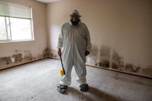 Best White Mold Remediation in La Huerta, NM