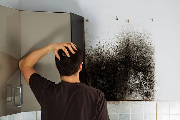 Best Black Mold Remediation in La Huerta, NM