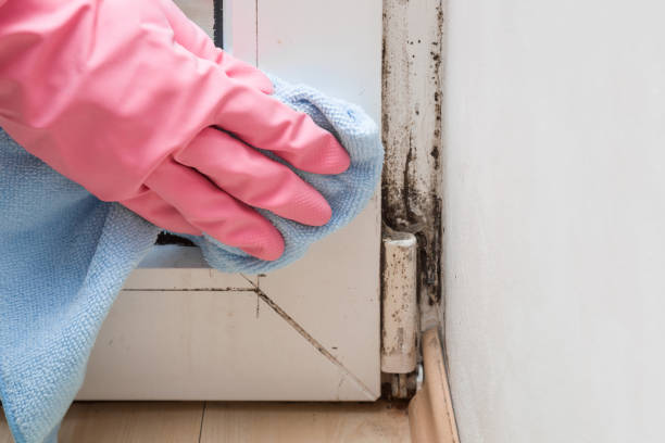 Best Residential Mold Remediation in La Huerta, NM